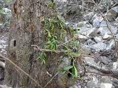 Bulbophyllum schillerianum
