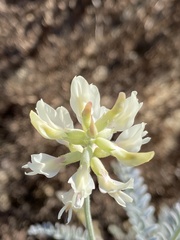 Astragalus trichopodus