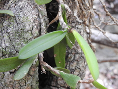 Bulbophyllum schillerianum