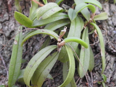 Bulbophyllum schillerianum