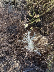 Astragalus trichopodus