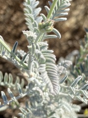 Astragalus trichopodus
