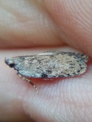 Phaeosaces compsotypa
