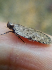 Phaeosaces compsotypa
