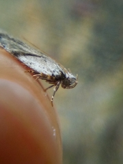 Phaeosaces compsotypa