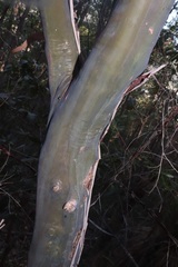 Leptospermum luehmannii