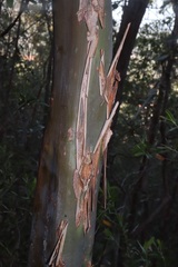 Leptospermum luehmannii