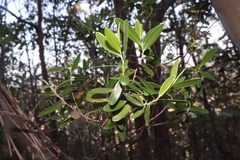 Leptospermum luehmannii