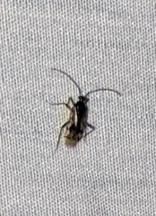 Eustictus