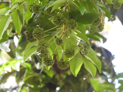 Pararchidendron pruinosum