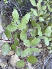 Rhamnus insula