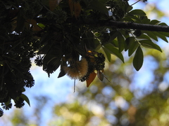 Pararchidendron pruinosum