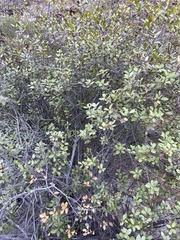 Rhamnus insula