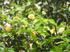 Pararchidendron pruinosum