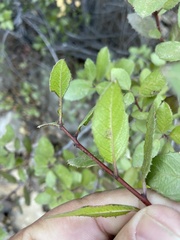Rhamnus insula