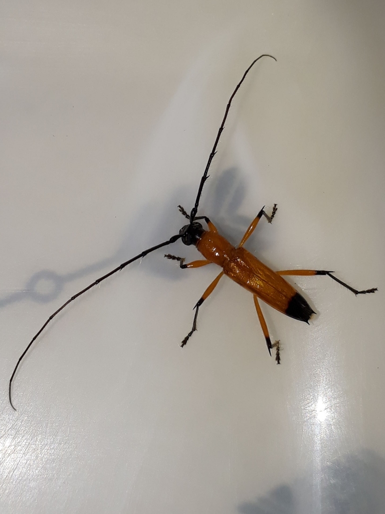 Pantonyssus bitinctus