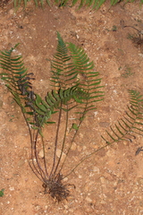 Goniopteris retroflexa