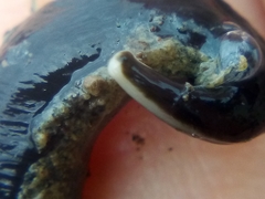 Cerebratulus macrostomus