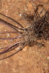 Goniopteris retroflexa