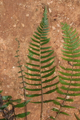 Goniopteris retroflexa