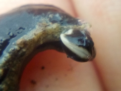 Cerebratulus macrostomus