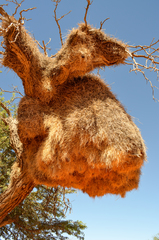 Sociable Weaver photo 3