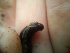 Cerebratulus macrostomus