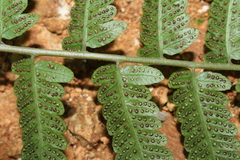 Goniopteris retroflexa