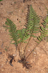 Goniopteris retroflexa