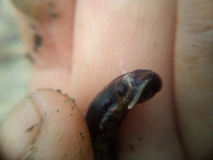 Cerebratulus macrostomus