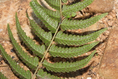 Goniopteris retroflexa