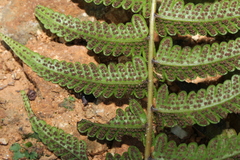 Goniopteris retroflexa