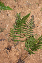 Goniopteris retroflexa