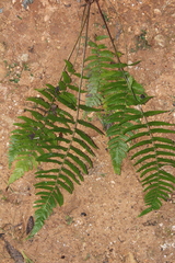 Goniopteris retroflexa