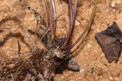 Goniopteris retroflexa