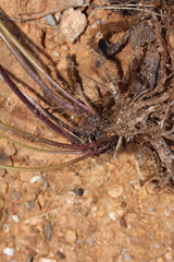 Goniopteris retroflexa