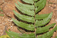 Goniopteris retroflexa