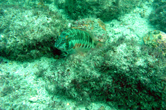 Serranus psittacinus