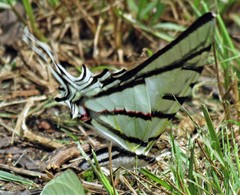 Protesilaus stenodesmus