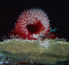 Mycale laxissima