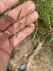 Acacia rhigiophylla