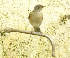 Turdus leucomelas