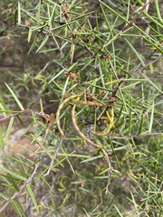 Acacia rhigiophylla