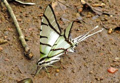 Protesilaus stenodesmus