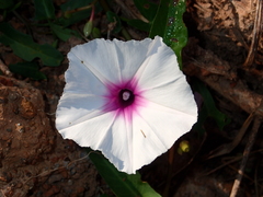 Ipomoea aquatica