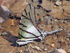 Protesilaus stenodesmus