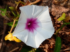 Ipomoea aquatica