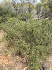 Acacia rhigiophylla