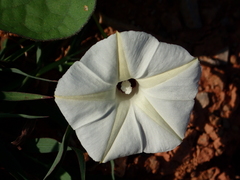 Ipomoea obscura