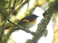 Setophaga ruticilla